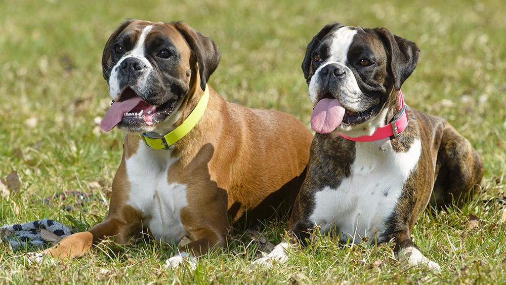 overlook-park-good-dogs