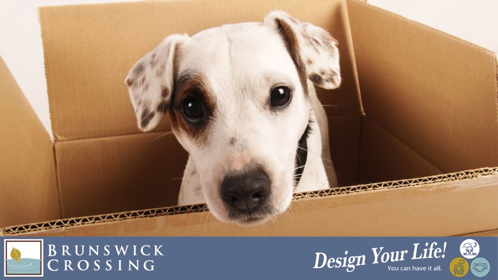 Moving With a Pet: How to Help Them Settle Into Your New Home