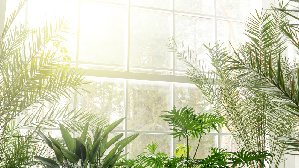 An array of indoor plants in front of a window with sunlight beaming through.