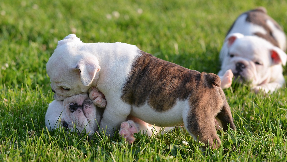 dog-park-etiquette-brunswick-crossing.jpg