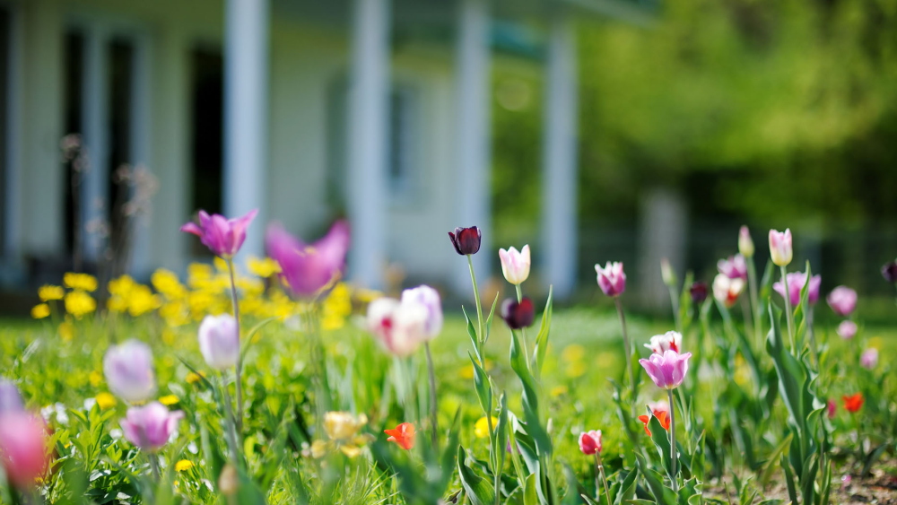 Spring flowers in the picture's foreground, with a house faded in the background.