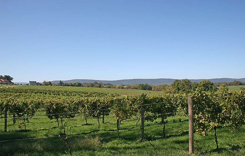 Virginia Vineyard